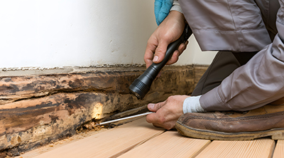 termites in baseboard